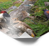 Backyard Birds of Virginia 17"x11" Foto Afdruk (Hoek)