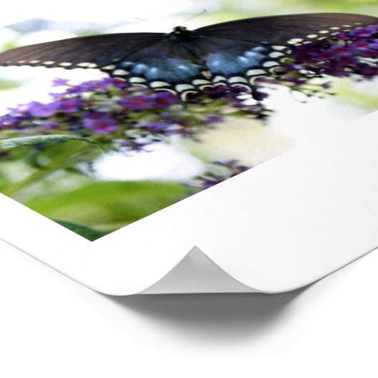 Backyard Butterfly Print (Hoek)