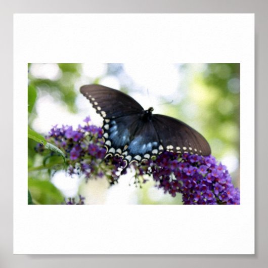 Backyard Butterfly Print (Voorkant)