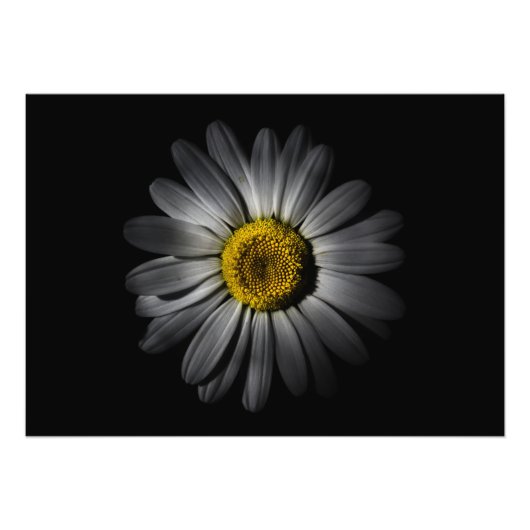 Backyard Flowers 52 Kleurenversie Foto Afdruk (Voorkant)