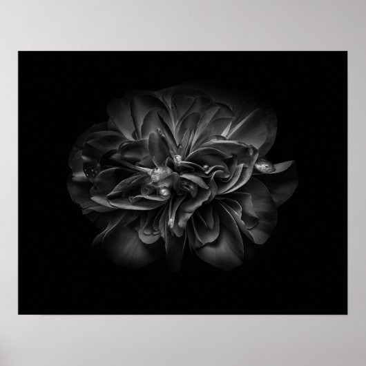 Backyard Flowers In Black And White 67 Poster (Voorkant)