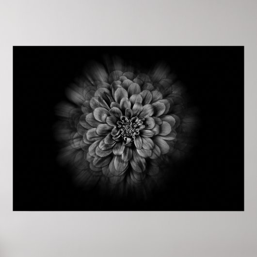 Backyard Flowers In Black And White No 54 Flow Poster (Voorkant)