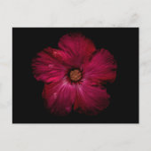 Backyard Flowers No 122 Color Version Briefkaart (Voorkant)