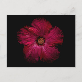 Backyard Flowers No 122 Color Version Briefkaart