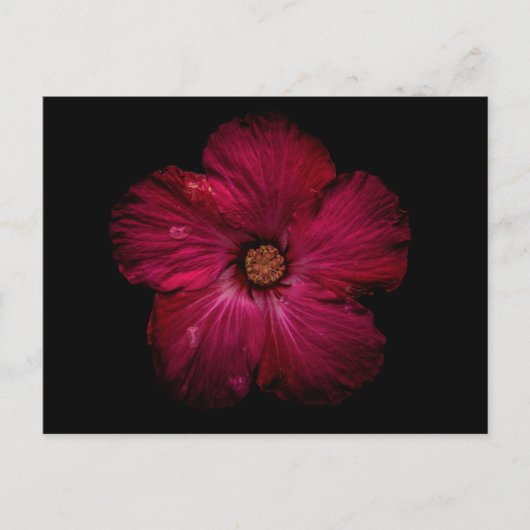 Backyard Flowers No 122 Color Version Briefkaart (Voorkant)