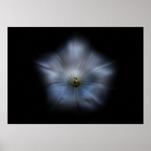 Backyard Flowers No 24 Color Flow Versie Poster (Voorkant)