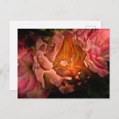 Backyard Flowers No 40 Color Version Briefkaart (Voorkant / Achterkant)