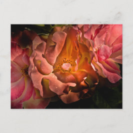 Backyard Flowers No 40 Color Version Briefkaart