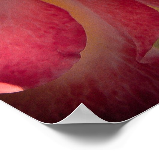 Backyard Flowers No 40 Color Version Poster (Hoek)