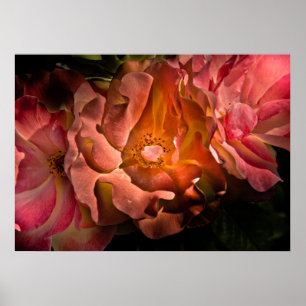 Backyard Flowers No 40 Color Version Poster