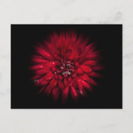 Backyard Flowers No 45 Color Flow Versie Briefkaart