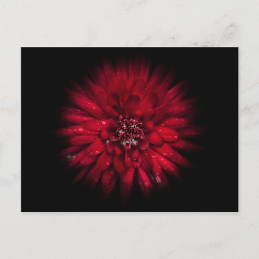 Backyard Flowers No 45 Color Flow Versie Briefkaart (Voorkant)