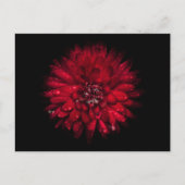 Backyard Flowers No 45 Color Version Briefkaart (Voorkant)