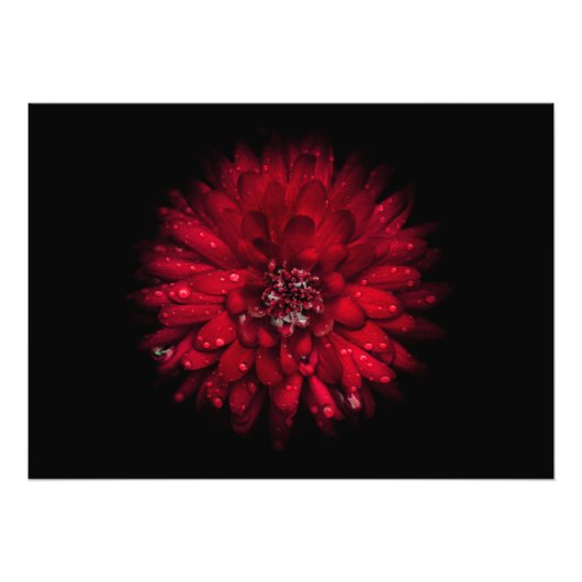 Backyard Flowers No 45 Color Version Foto Afdruk (Voorkant)