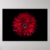 Backyard Flowers No 45 Color Version Poster (Voorkant)