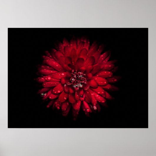 Backyard Flowers No 45 Color Version Poster (Voorkant)