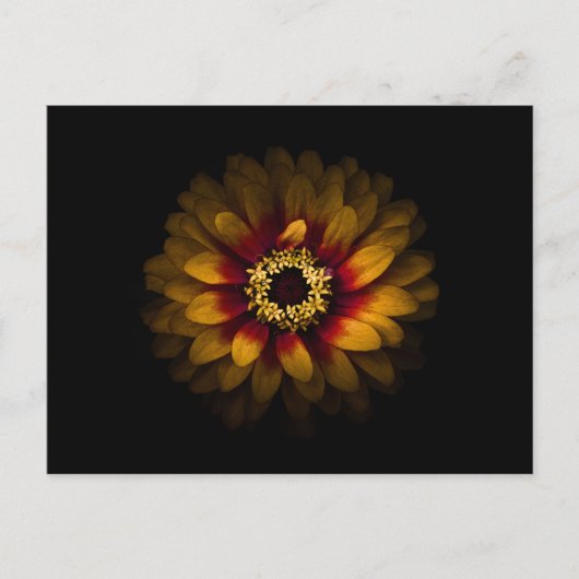 Backyard Flowers No 69 Color Version Briefkaart (Voorkant)