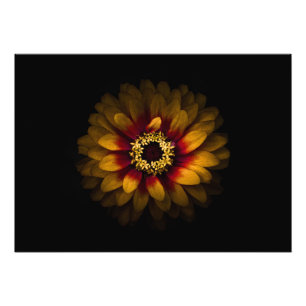 Backyard Flowers No 69 Color Version Foto Afdruk