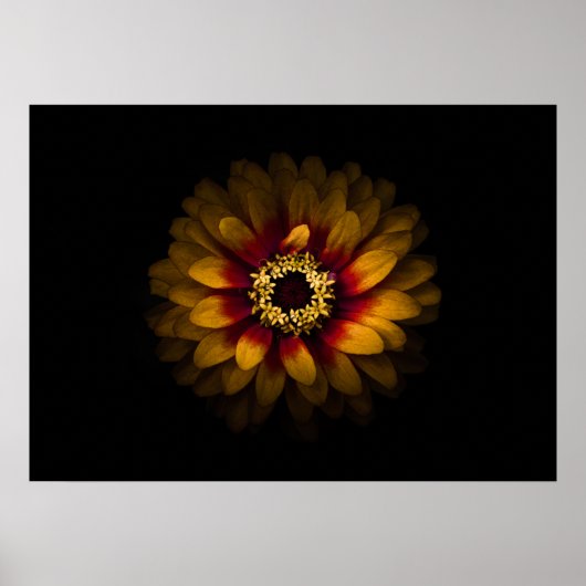 Backyard Flowers No 69 Color Version Poster (Voorkant)