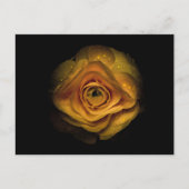 Backyard Flowers No 74 Color Version Briefkaart (Voorkant)