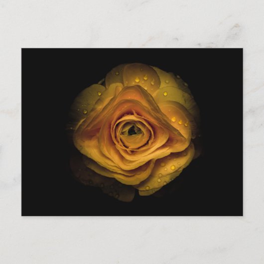 Backyard Flowers No 74 Color Version Briefkaart (Voorkant)