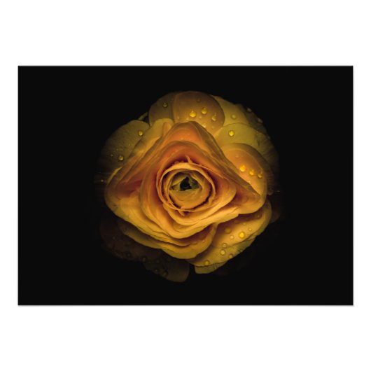 Backyard Flowers No 74 Color Version Foto Afdruk (Voorkant)