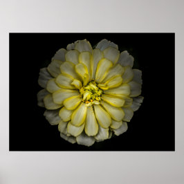 Backyard Flowers No 86 Color Version Poster