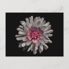 Backyard Flowers No. 91 Color Version Briefkaart