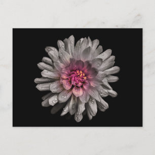 Backyard Flowers No. 91 Color Version Briefkaart