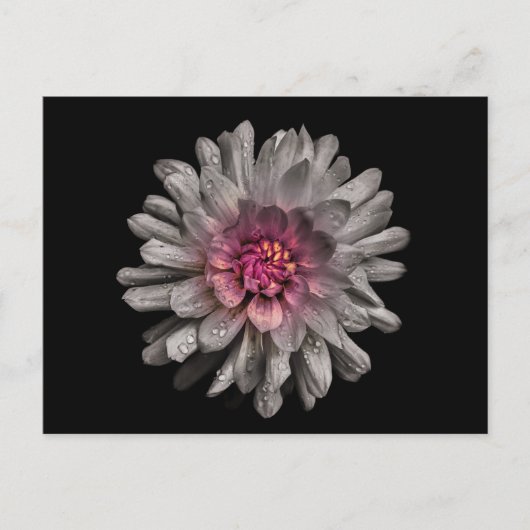 Backyard Flowers No. 91 Color Version Briefkaart (Voorkant)