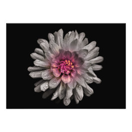 Backyard Flowers No. 91 Color Version Foto Afdruk