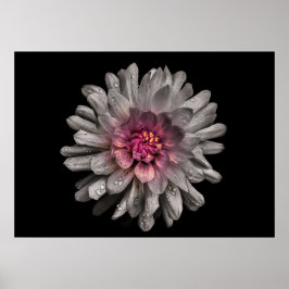 Backyard Flowers No. 91 Color Version Poster