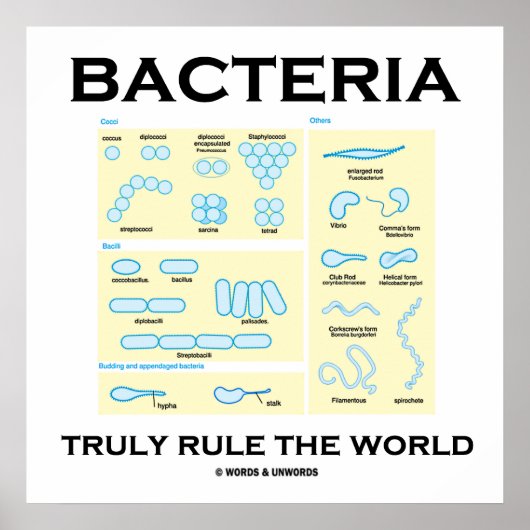 Bacteria regelt de wereld echt (morfologie) poster (Voorkant)