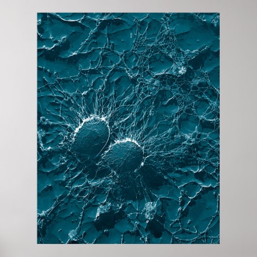 Bacteriële cellen van Staphylococcus aureus Sluite Poster (Voorkant)