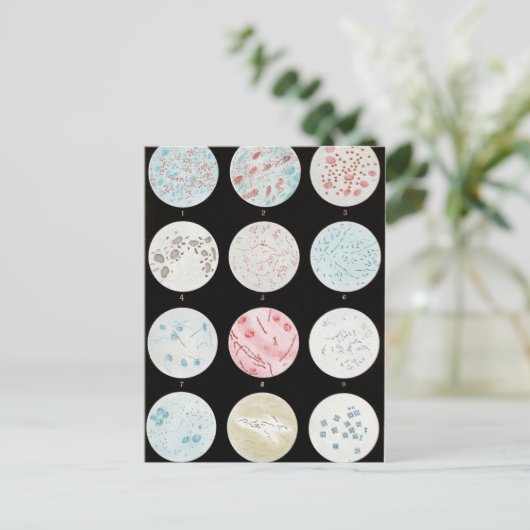 Bacteriën Briefkaart (Staand voorkant)