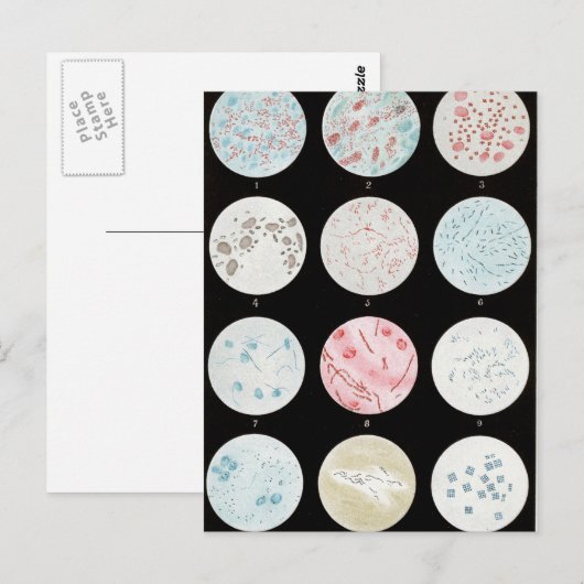 Bacteriën Briefkaart (Voorkant / Achterkant)