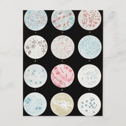 Bacteriën Briefkaart (Voorkant)