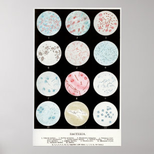 Bacteriën Poster