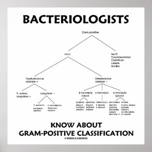 Bacteriologen kennen een positieve classificatie poster