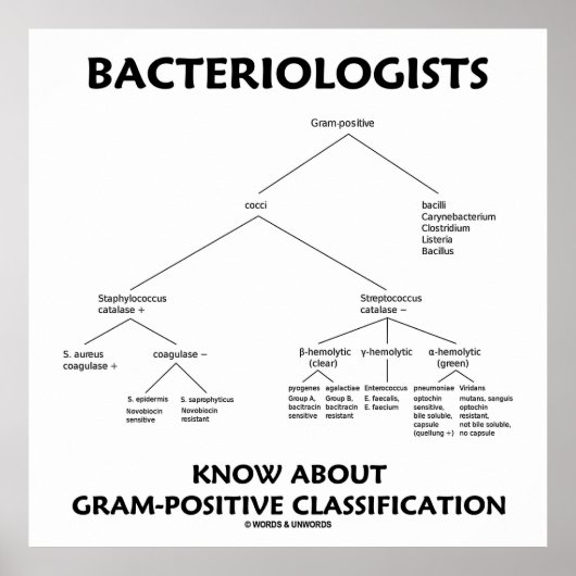 Bacteriologen kennen een positieve classificatie poster (Voorkant)