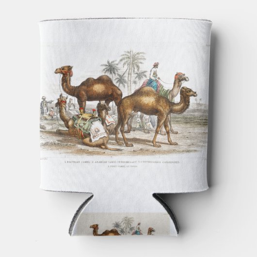 Bactriaans kameel, Arabisch kameel of dromedaille, Blikjeskoeler (Voorkant)