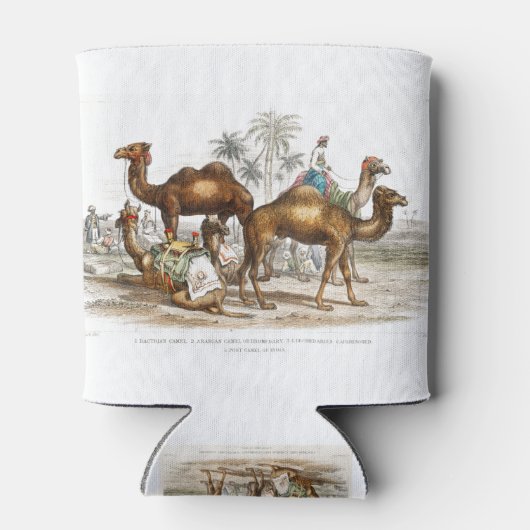 Bactriaans kameel, Arabisch kameel of dromedaille, Blikjeskoeler (Achterkant)