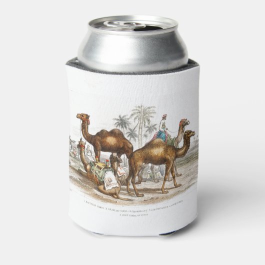 Bactriaans kameel, Arabisch kameel of dromedaille, Blikjeskoeler (Blikje Achterkant)