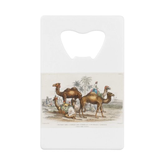Bactriaans kameel, Arabisch kameel of dromedaille, Creditkaart Flessenopener (Voorkant)