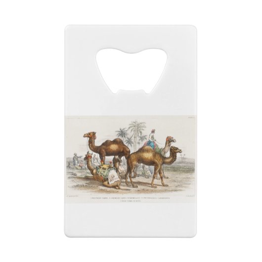 Bactriaans kameel, Arabisch kameel of dromedaille, Creditkaart Flessenopener (Achterkant)