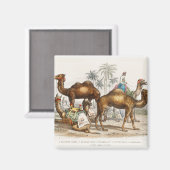 Bactriaans kameel, Arabisch kameel of dromedaille, Magneet (Voorkant / Achterkant)
