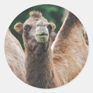 Bactriaanse Kameel Sticker