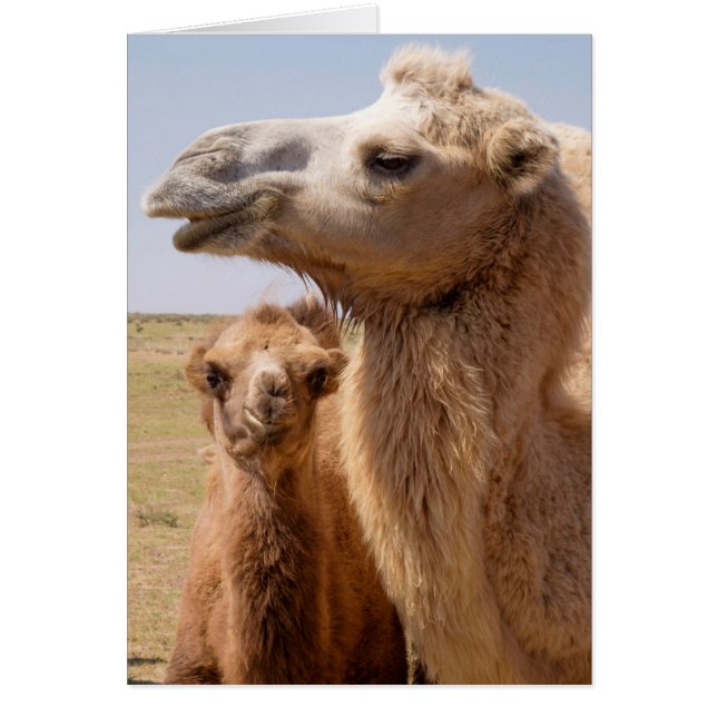 Bactrian Camel Portrait (Voorkant)