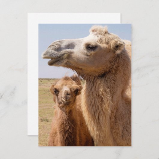Bactrian Camel Portrait Briefkaart (Voorkant / Achterkant)