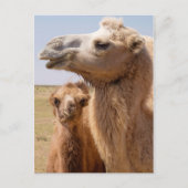 Bactrian Camel Portrait Briefkaart (Voorkant)